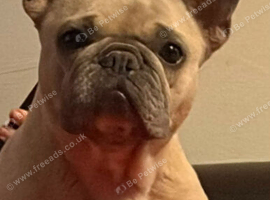 Friendly french bulldog female