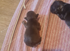 Puppy