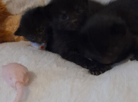 poppys 2 week old 2 girls one boy mia sky and sunny after his dad his girls are mia marie and sly alitiiuse