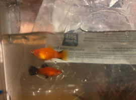 Platys