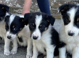 Four Border Collie Puppies For Sale