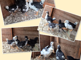 Exchequer leghorn chicks and australorp chick