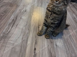 Pixie bob mixed kittens ready now