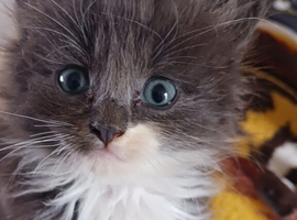 CUTE RARE BLUE COLOUR RAGDOLL KITTENS