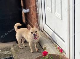 Chihuahua rehome