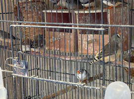 Zebra Finches