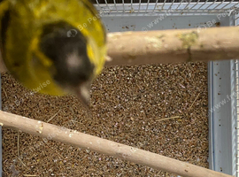 Siskins