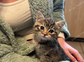 Kittens