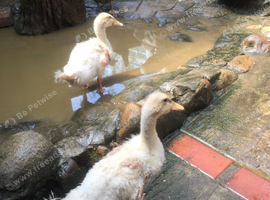 2 Saxony Ducklings  5 weeks old