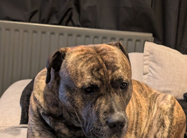 Rehoming a beautiful bullmastiff