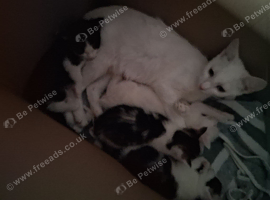 3 kittens for sale