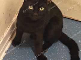 I have 2 adult cats to re-home