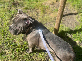 Pocket bully 8 months puppy
