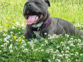 Staffordshire bull terrier Valgo champion bloodlines kc registered health tested stud dogs