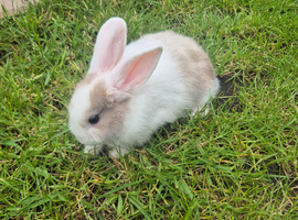Beautiful baby bunny