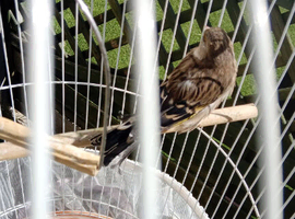 Gold finch mule