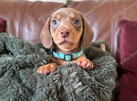 4 gorgeous chocolate mini dachshund   puppiespuppies