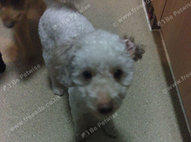 2 year old toy male for stud