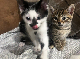 4 gorgeous kittens