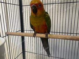 Hand Reared Baby Sun Conure