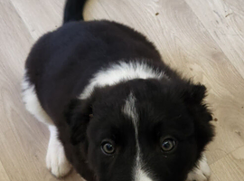 Boy Border Collie