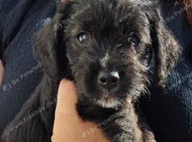 Jackapoo puppie boy ready to leave