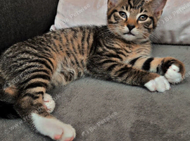 Beautiful Bengal Kitten for Sale &ndash; Simba