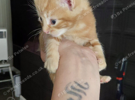 kitten
