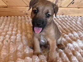 Lakeland male puppy