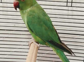 Green Rose Ringneck