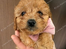 beautiful Golden and white cavapoo puppies