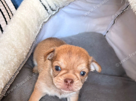 Chihuahua for selling