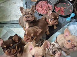 Beautiful french bulldog puppies