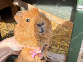 Make guinea pigs