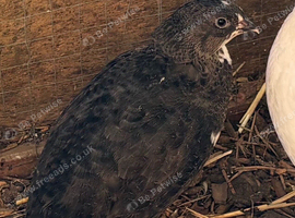 Coturnix quail hatching eggs