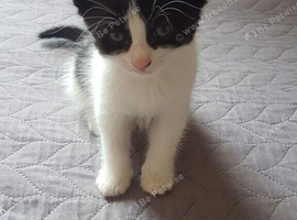 10 ‑week‑old male kitten &mdash; ready for his new home.