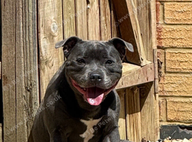 Exceptional Adult Female ️
