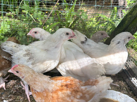 4 young cockerels free too good home
