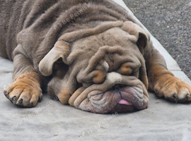 Male and female bulldag