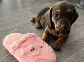 Beautiful miniature dachshund puppies