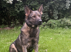 female german shepherd