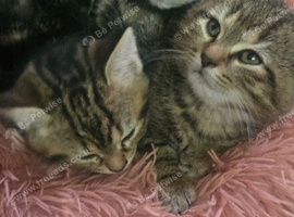6 kittens