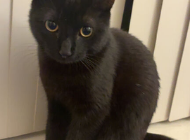 Playful 9 month black cat