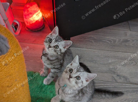 Full British shorthairs
