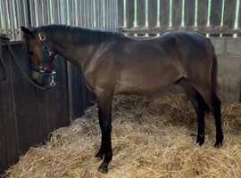 yearling colt connemara, brown/ chocolate dun