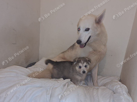 Siberian husky puppy