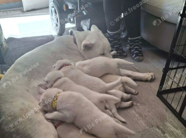 American Akita x Siberian Husky