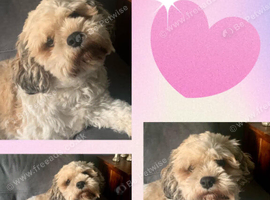 Female Cavachon