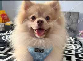 Pomeranian male dog for stud only.