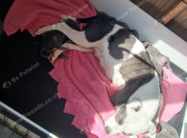 Blue Staffordshire pups